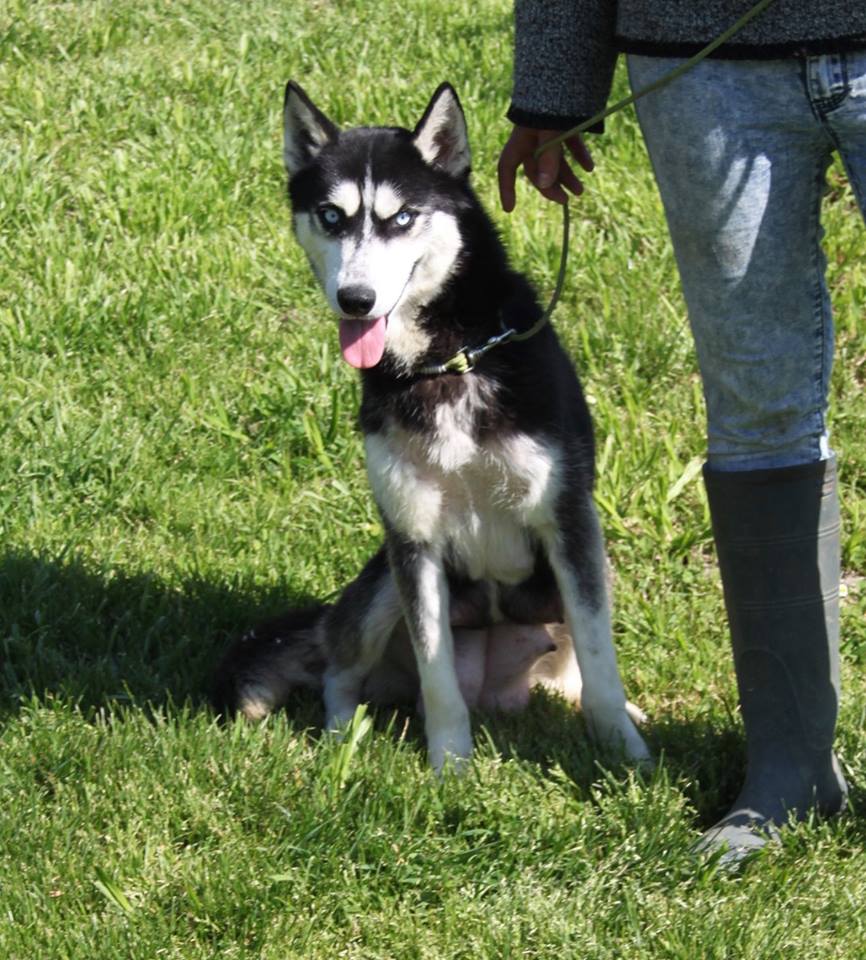 Lilou Of watson lake