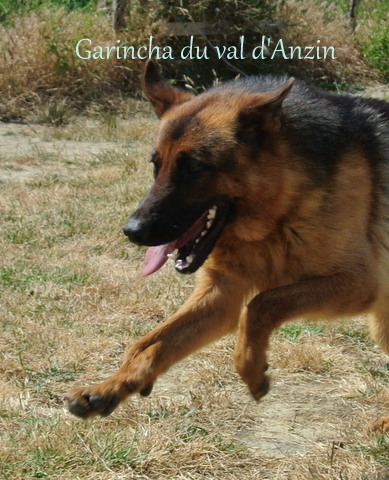 Garincha du val d' anzin