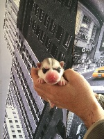 CHIOT