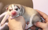 CHIOT