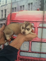 CHIOT