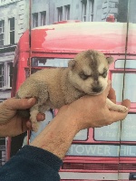 CHIOT