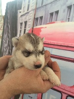 CHIOT